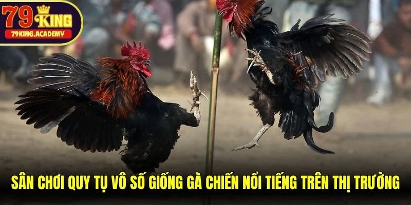 Sân chơi quy tụ vô số giống gà chiến nổi tiếng nhất trên thị trường