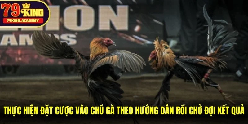 Thực hiện đặt cược vào chú gà theo hướng dẫn rồi chờ đợi kết quả